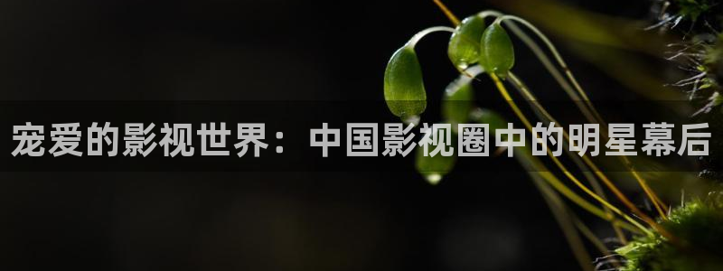 九七伦理影院：宠爱的影视世界：中国影视圈中的明星幕后